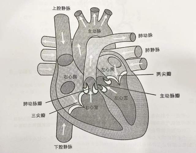 备考ifa | 关于生理解剖,你必须要掌握这几张图!【2】