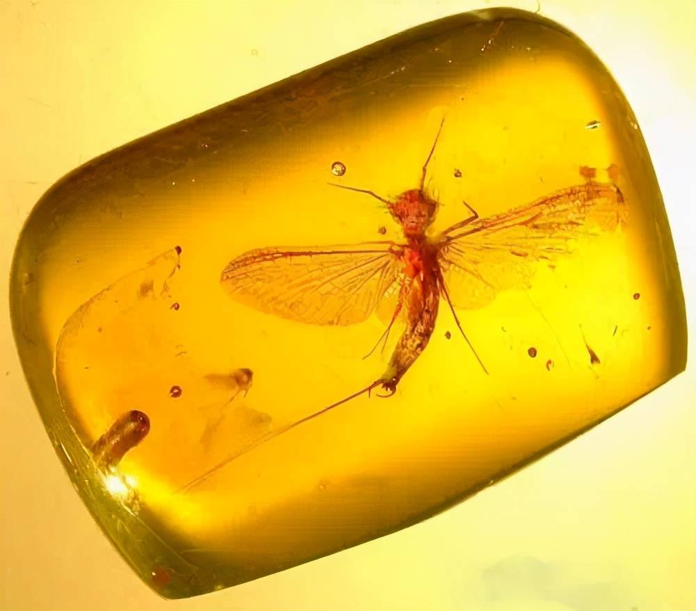 缅甸的琥珀中,发现萤火虫的祖先,它和当代的萤火虫区别在这地方