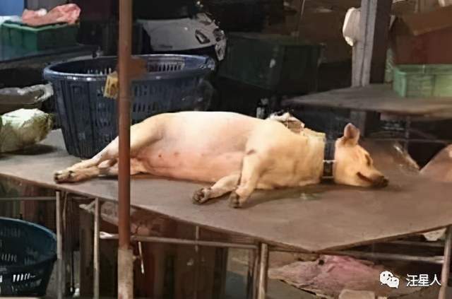网友看到一只猪躺在菜摊上,她走近一看,忍不住笑喷了