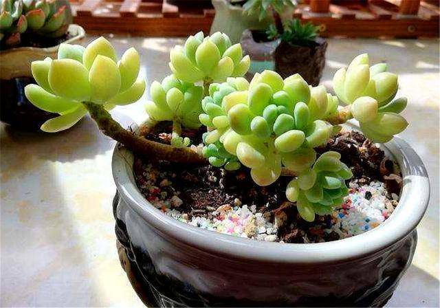 原创夏天养凝脂莲,牢记3要3不要,叶子饱满长爆盆,养出可爱红尖尖