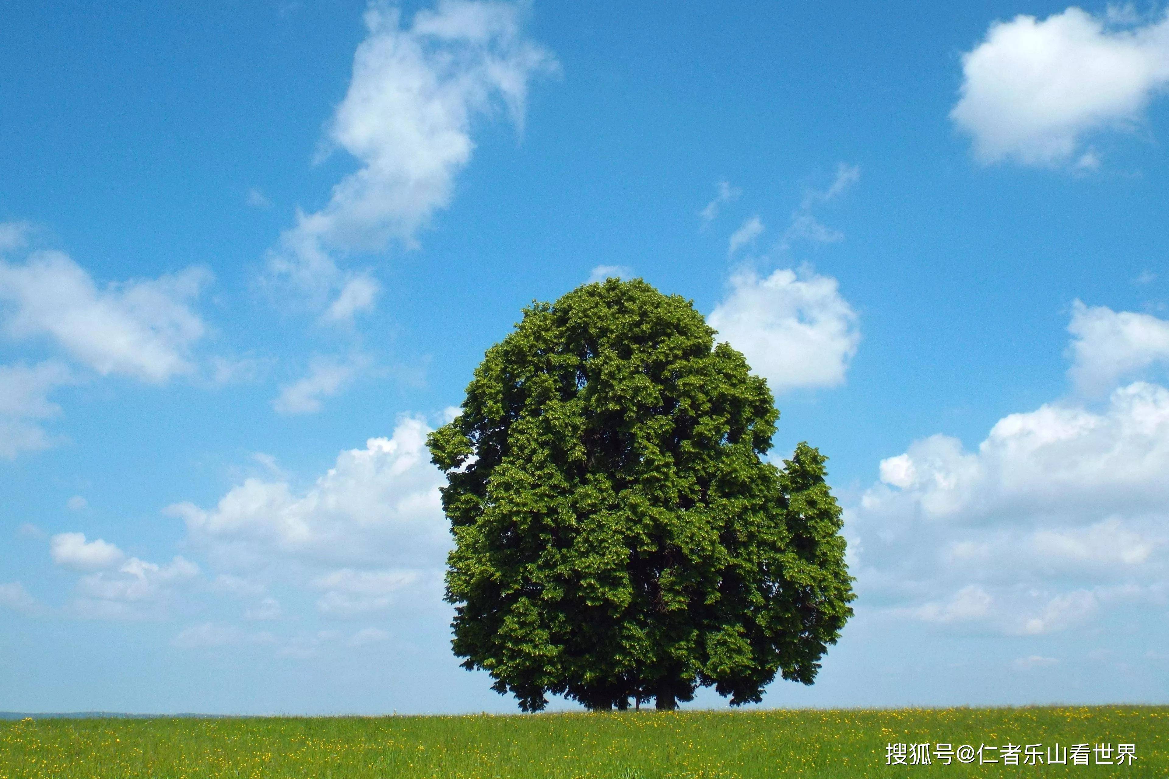 活着站成一棵树,倒下也成一道风景