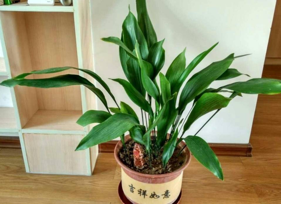 原创1种大叶观赏植物,比绿萝还好养,摆放在室内美观又大方