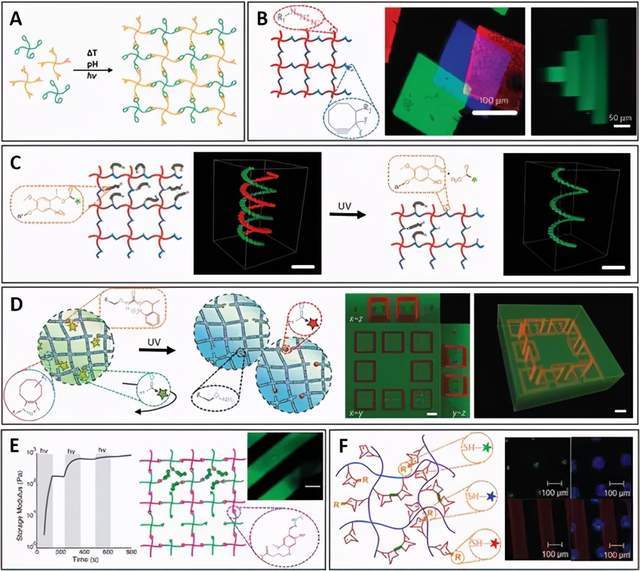 原创综述《先进功能材料》水凝胶中3d图案化用于功能性生物环境娱乐