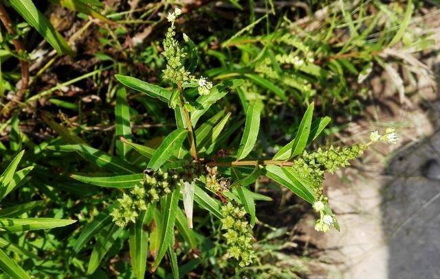 农村山里的野草被苗族人称为神仙草是治肝病良药遇到请珍惜