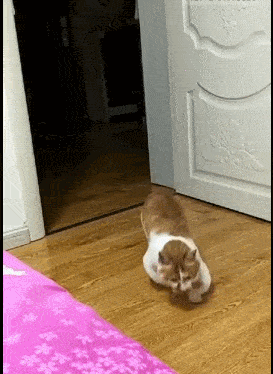 猫咪走路像练蛤蟆功,还会双脚站立,被称:西毒小喵喵!