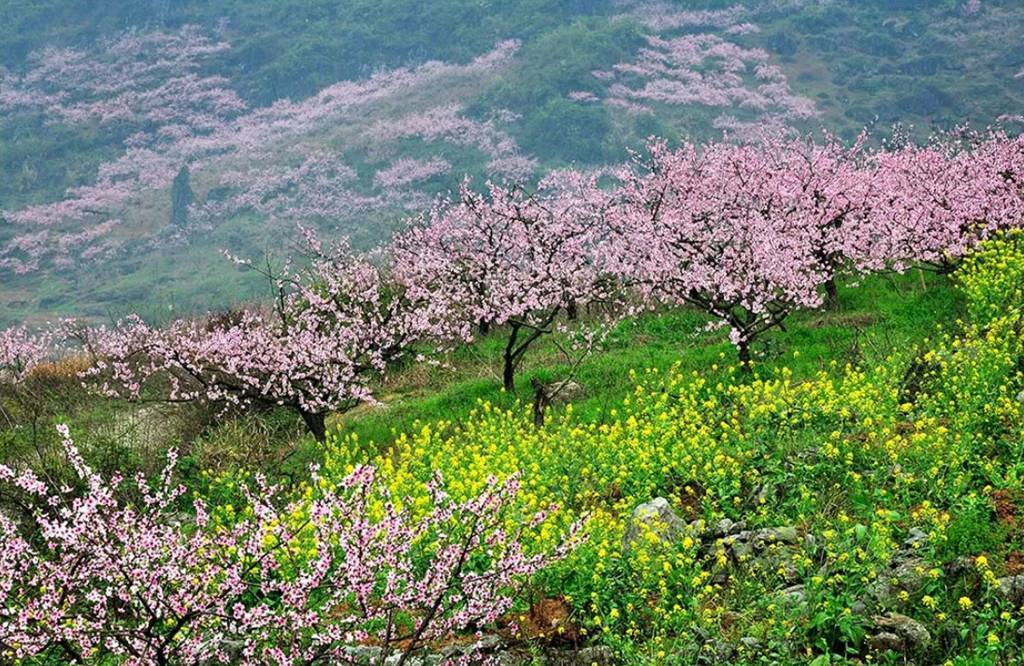 2021年春季桂林海洋桃花,龙脊梯田,漓江风光6日专业摄影