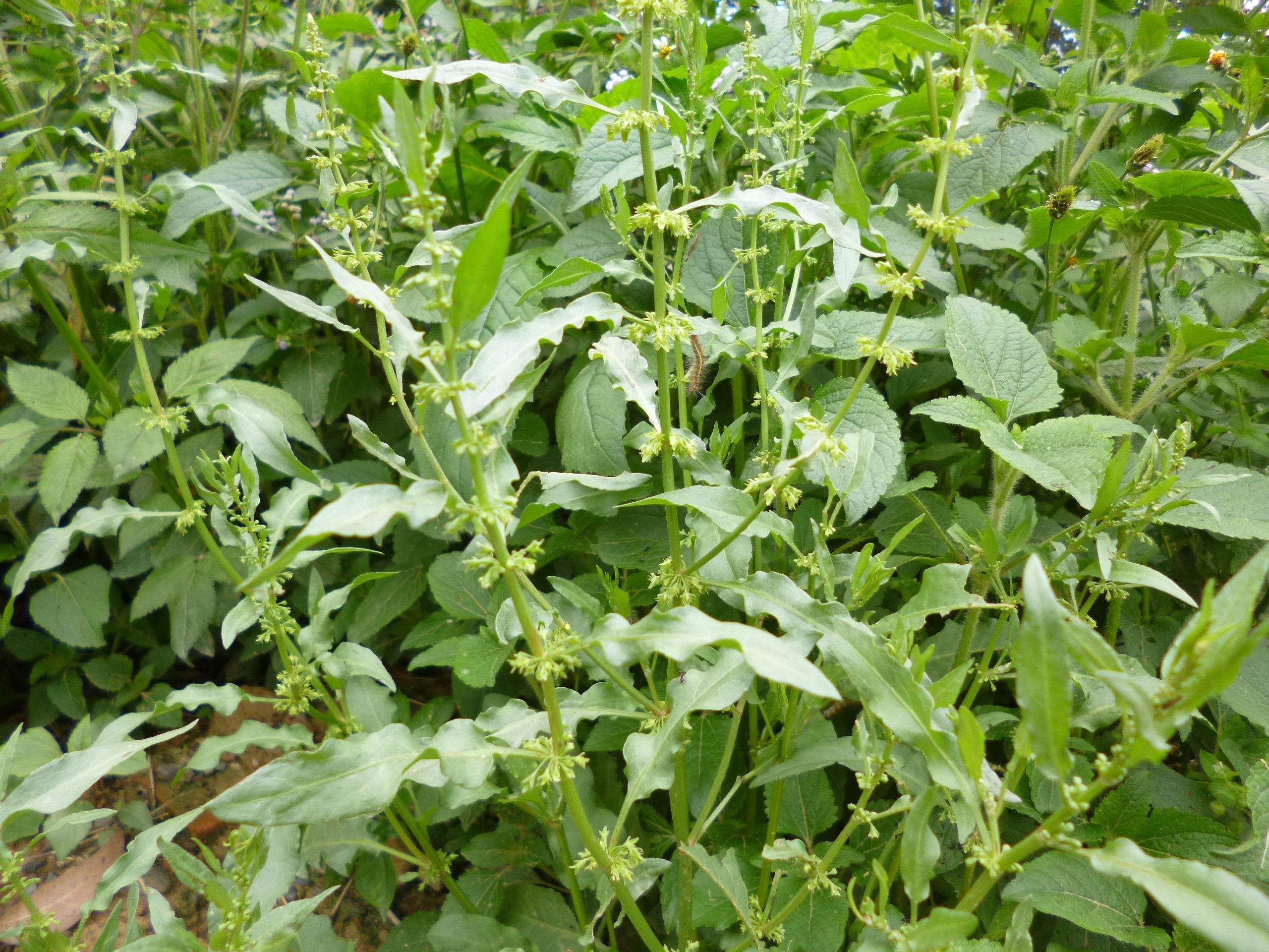 原创河边长的这种"野菠菜"看似不起眼,却有3大功效,治脚气效果好