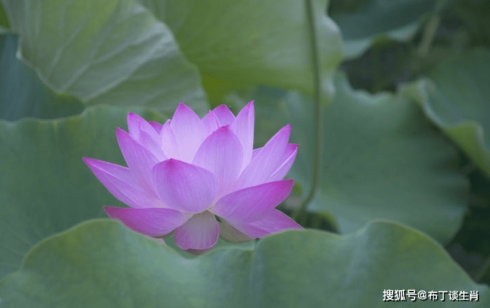 2月下旬,赚足财帛,天赐好运,日子幸福安康的四大生肖