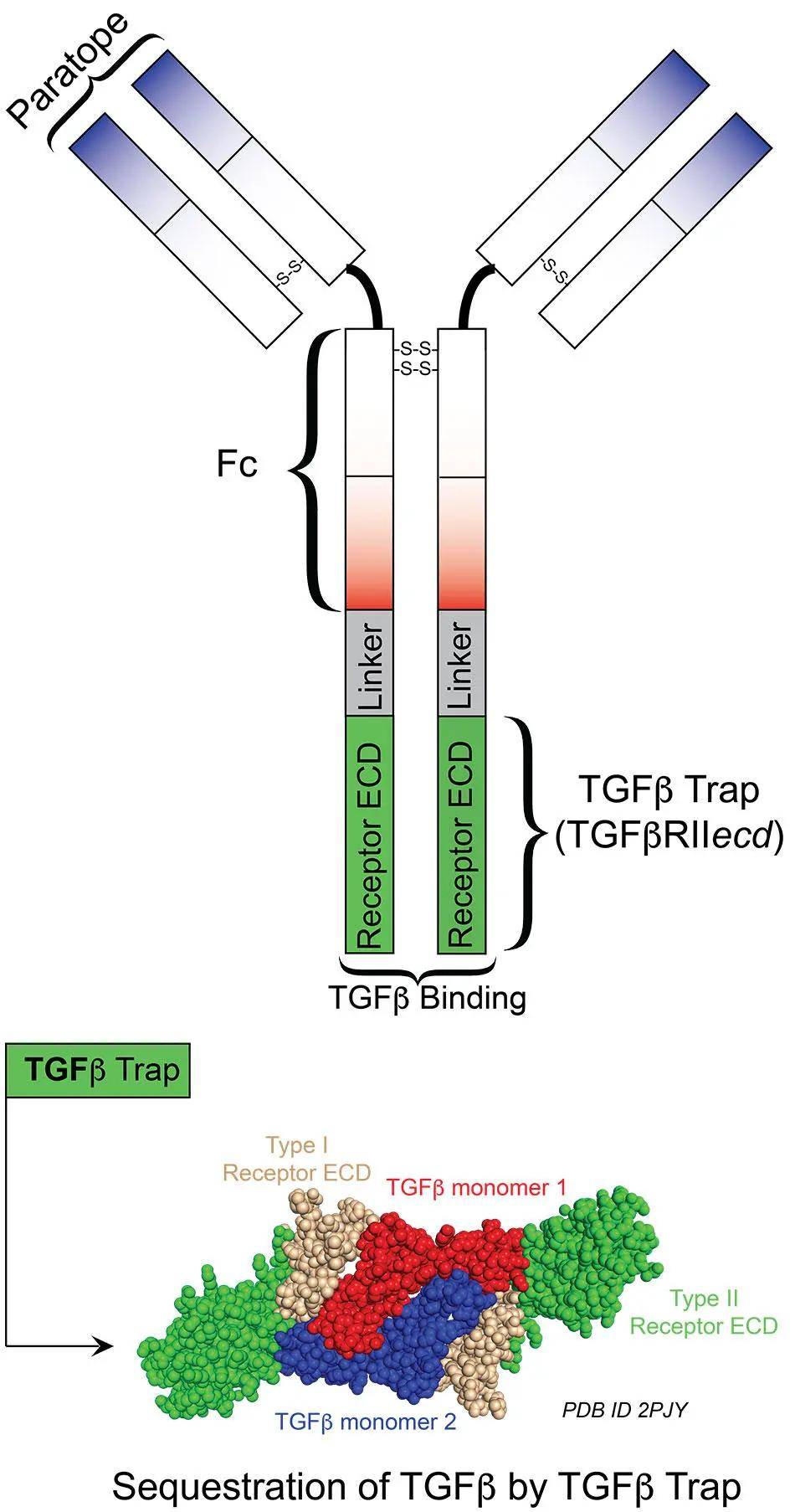 y-traps