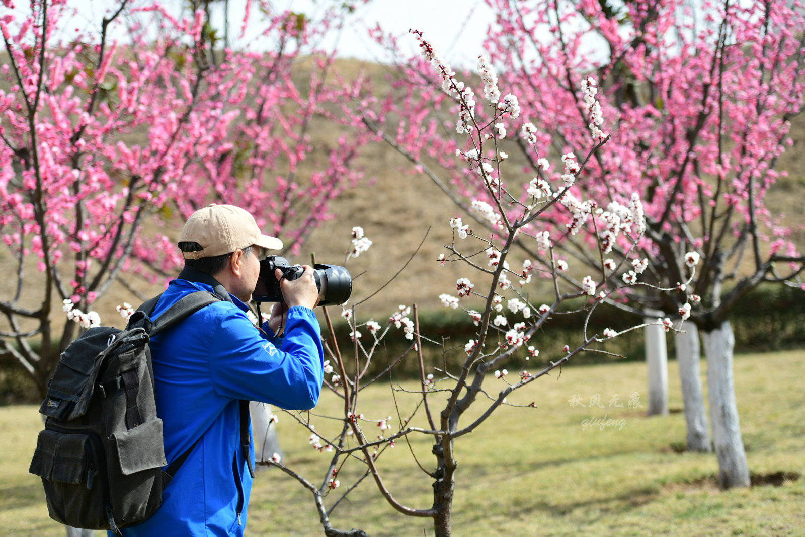 原创正月暖暖春风吹过西安北郊一片梅林成为城中花园