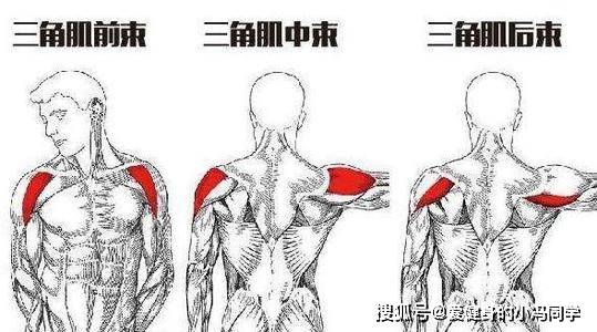 练三角肌后束的动作俯身上斜杠铃提拉带你打造饱满的虎头肩