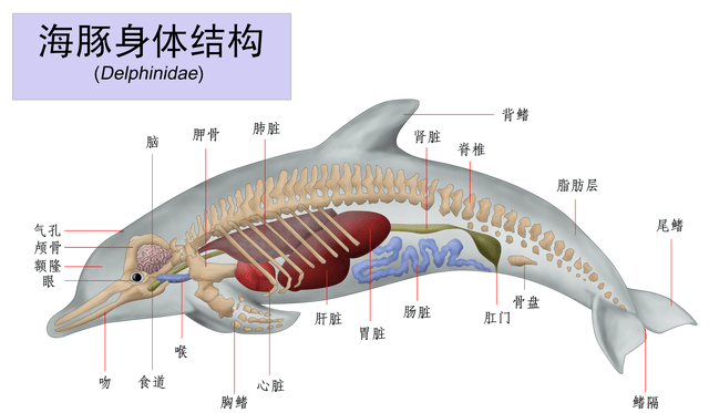 海豚很变态交配很暴力科学家智商高部分特征和人类相似