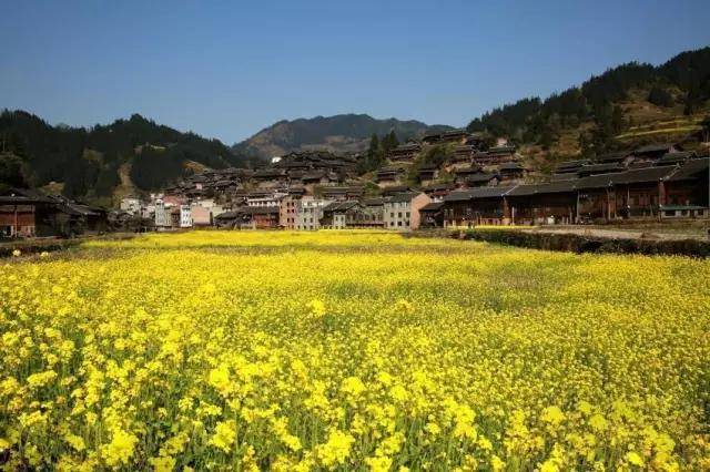 "贵州油菜花打卡指南"出炉!抓紧时间奔赴花海吧