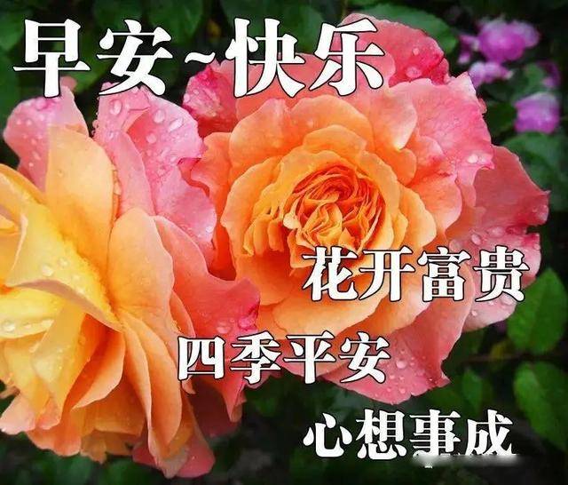 早上好祝福语集锦 早安表情图片带字带祝福语 祝福图片