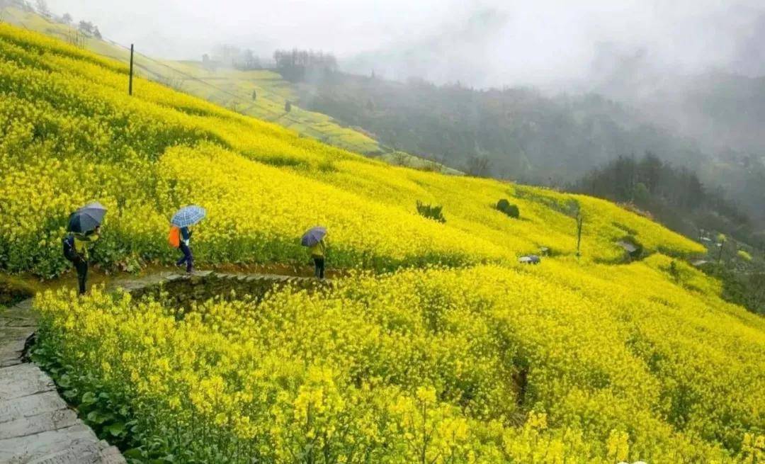 【安徽油菜花】最全徽州油菜花赏花地图来了,这份攻略