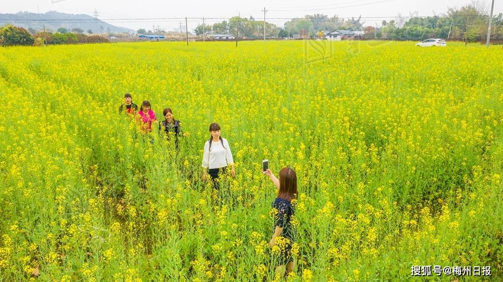 蕉岭长潭镇白马村的油菜花海(吴腾江 摄)