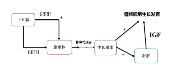 一起来探究peg化重组人生长激素rhghaldfatfconacysiapegrhghgh