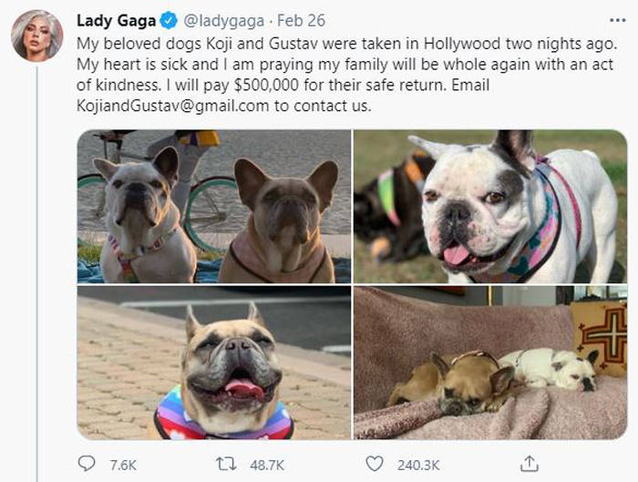 lady gaga斗牛犬已回家 被枪击的发型师说死里逃生