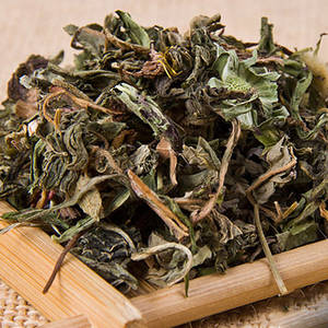春天里蒲公英的功效及(服)用法,你用过蒲公英泡水吗?