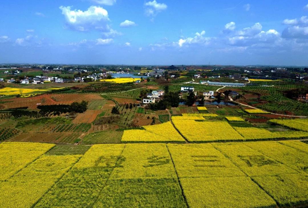 橙乡三溪花开成海金堂油菜花节开幕在即邀您赏花啦