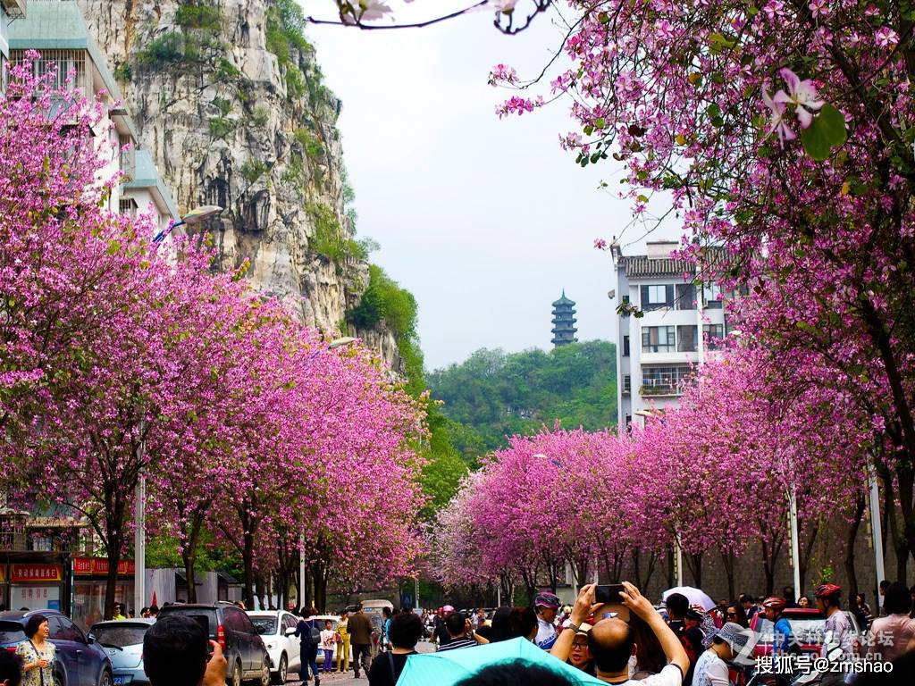 香港市花紫荆花