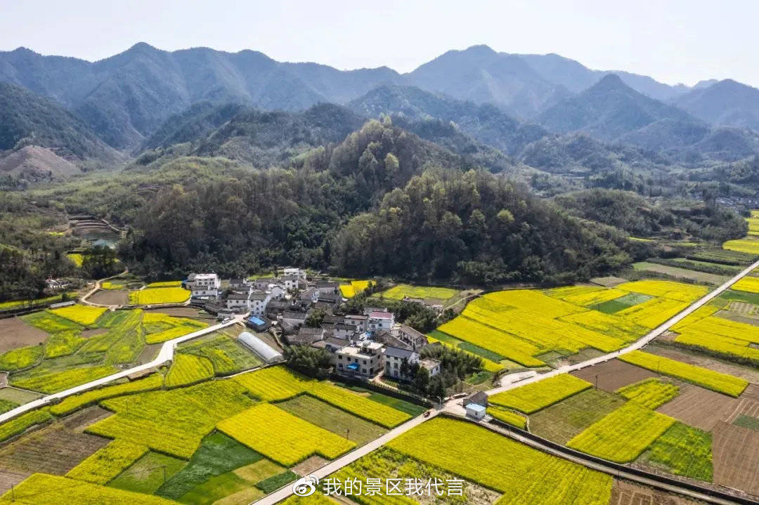 家朋霞水 绩溪油菜花的美是一种朴实的美,在田埂上,山野间,春风一吹
