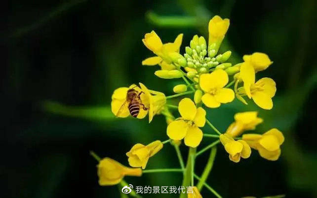 绩溪的春天是从油菜花绽放开始,花期预告请查收!