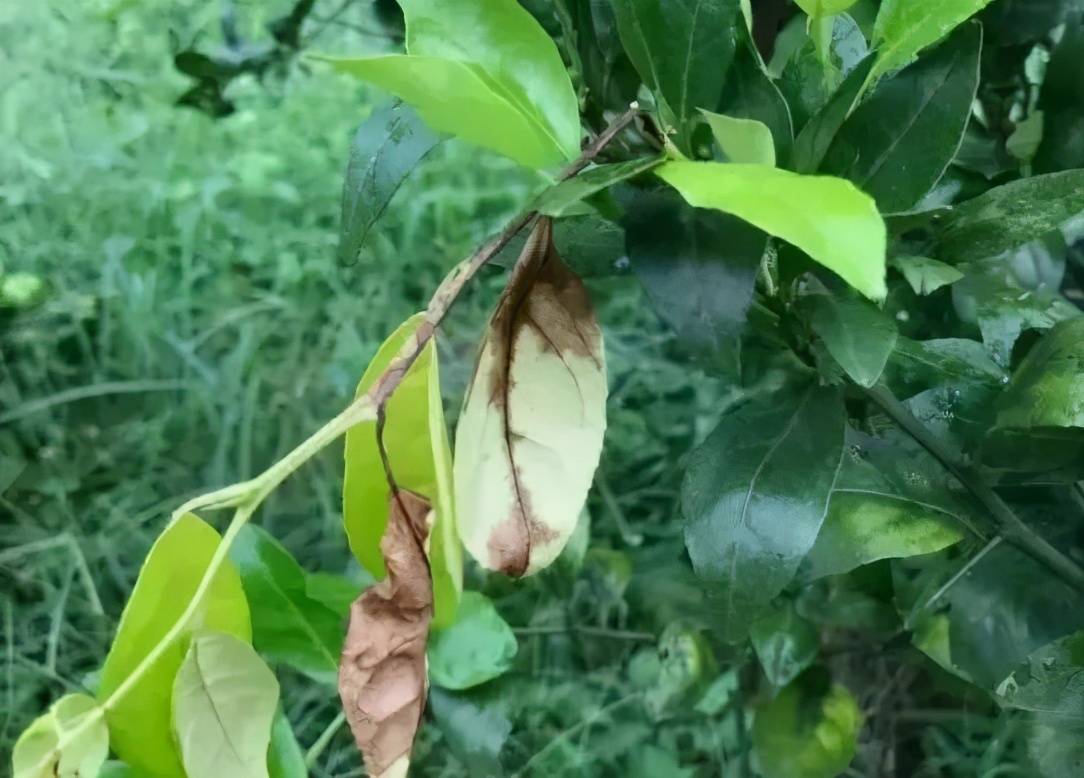 与柚,橘与橙的杂交品种,以及葡萄柚等,如在贡柑,茂谷柑,爱媛38,默科特