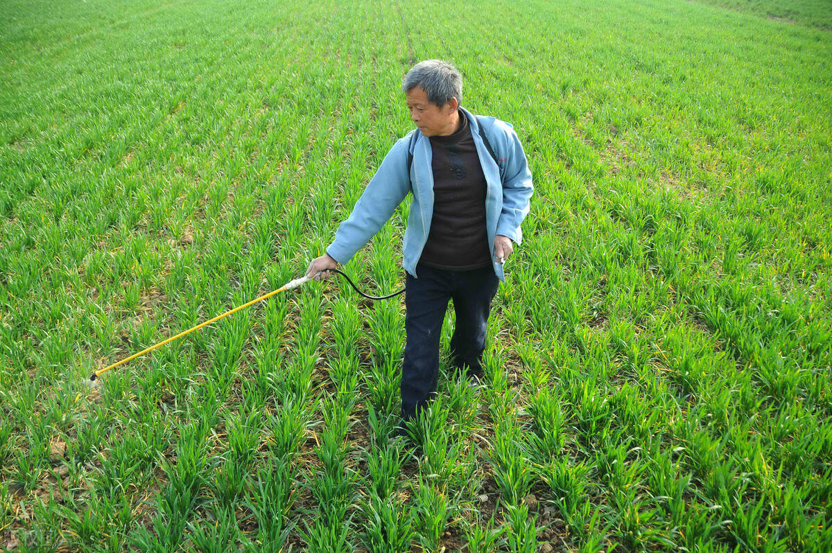 小麦打除草剂可以和芸苔素叶面肥混用吗一文给你讲清楚