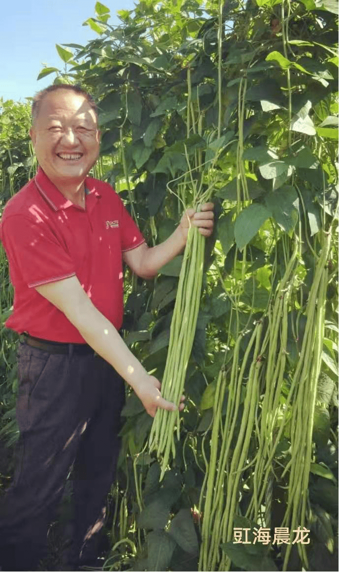 春季大棚豇豆种植时间和栽培管理技术