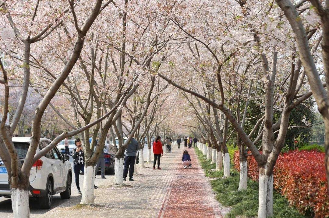 浪漫!浦东这条"樱花大道"开启"落花不扫"模式