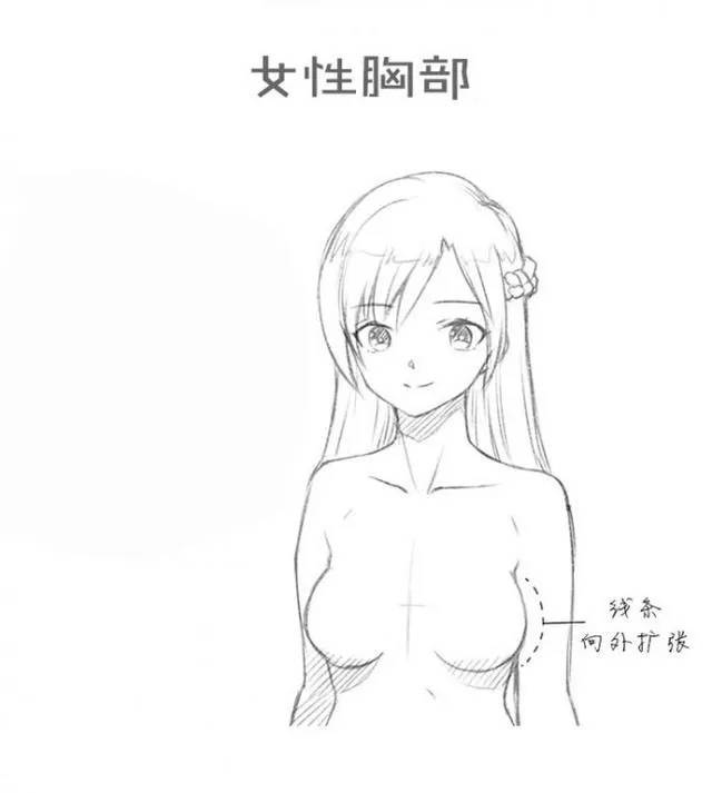胸部怎么画?女性的胸部画法!