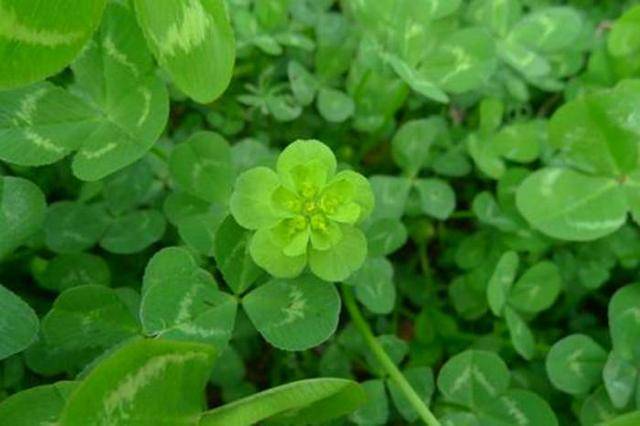 野外一种野草,开花似"五朵云",掰开茎叶有白汁,价值高