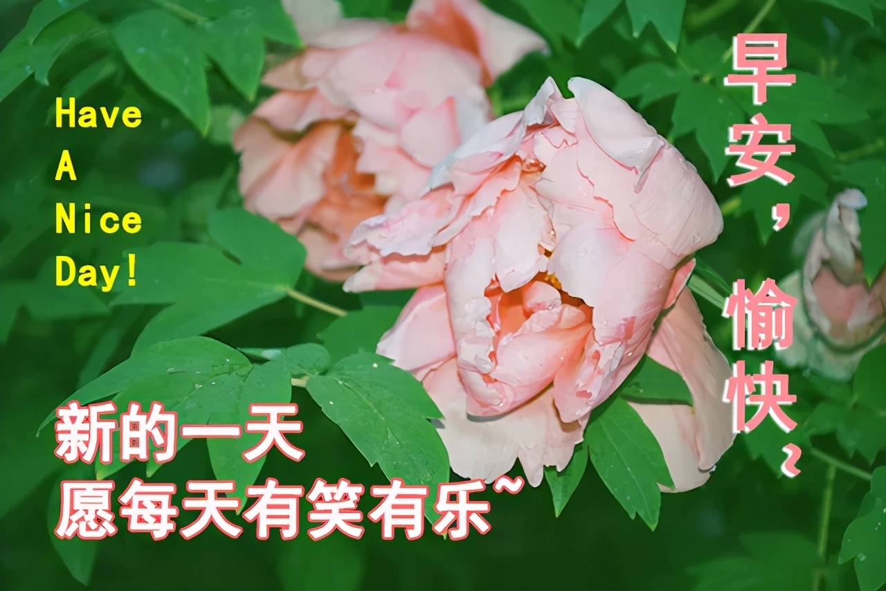 早晨好问候大家的句子,清晨祝福早上好的唯美祝福图片