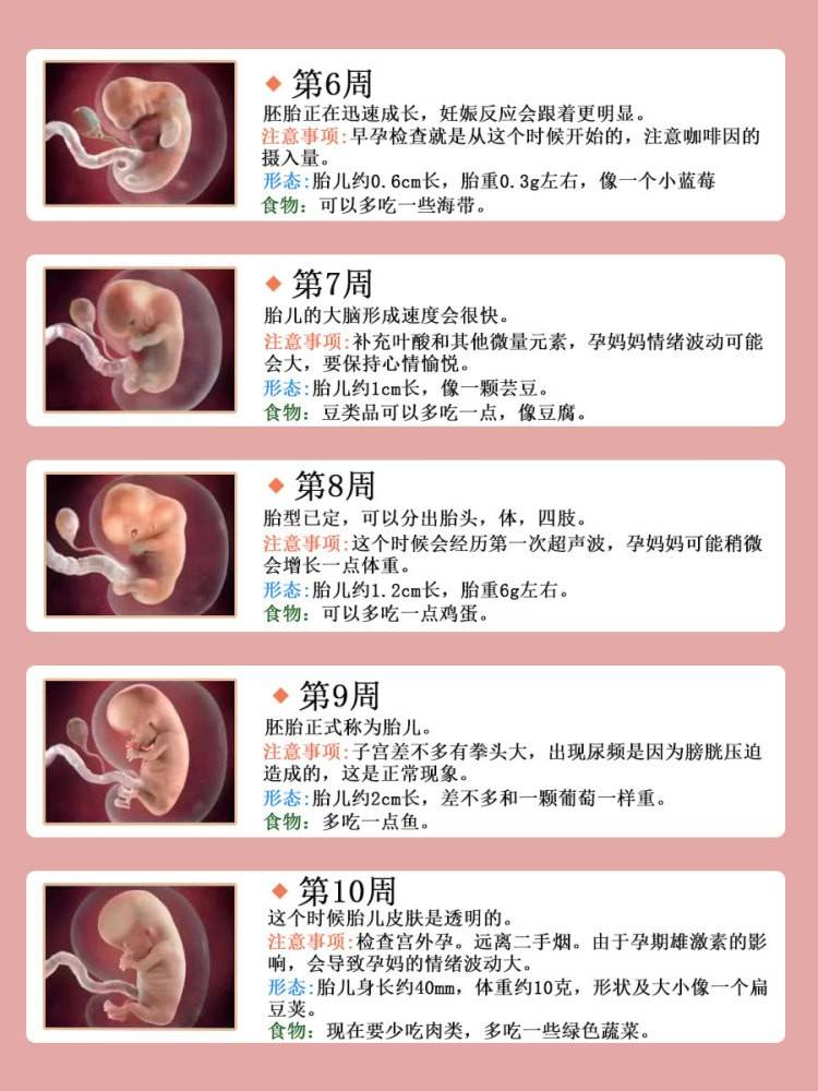 孕期1—40周胎儿发育全过程 准爸妈必看