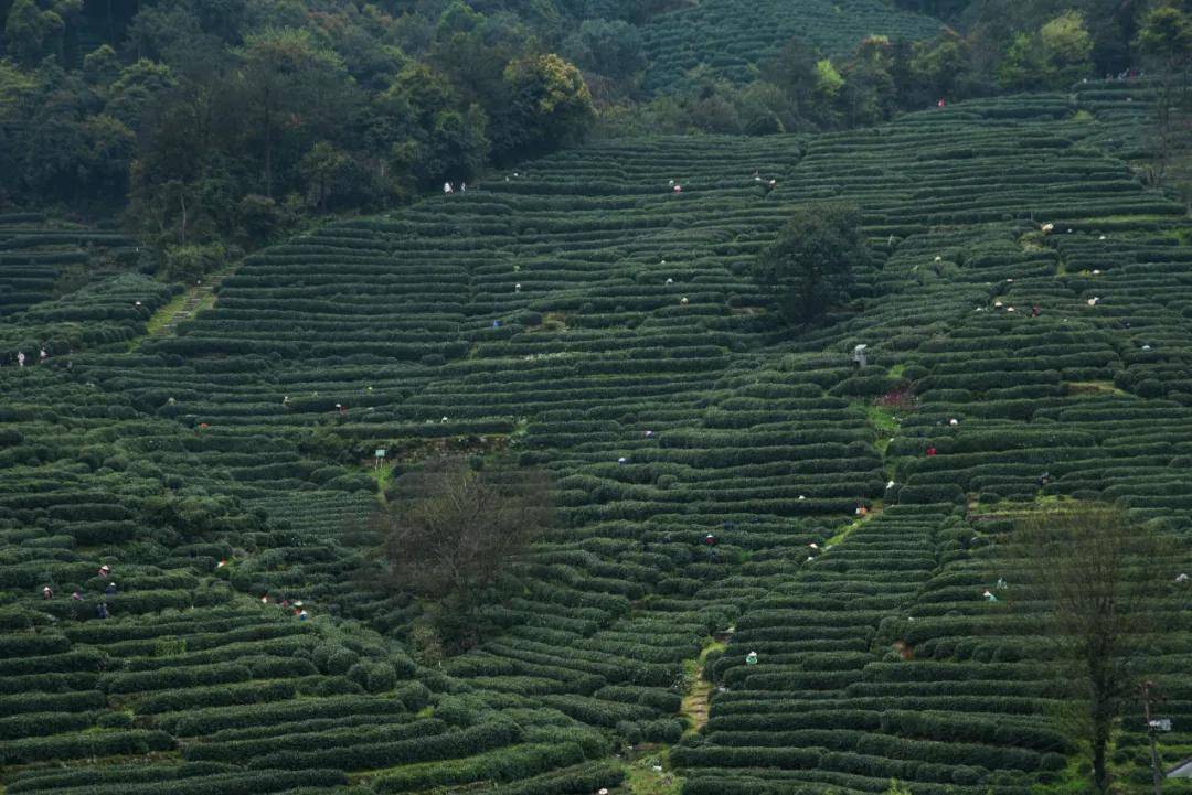 推行诚信承诺,由市协会与茶农签订西湖龙井茶产地证明标识使用协议书
