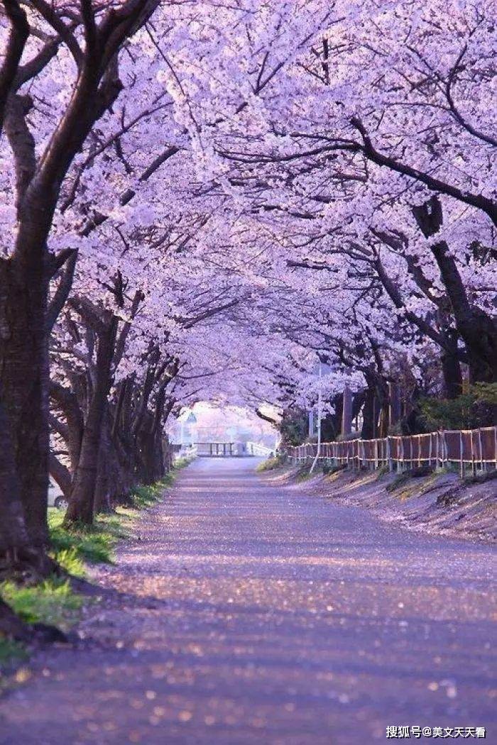 春风不解风情,一路繁花相迎