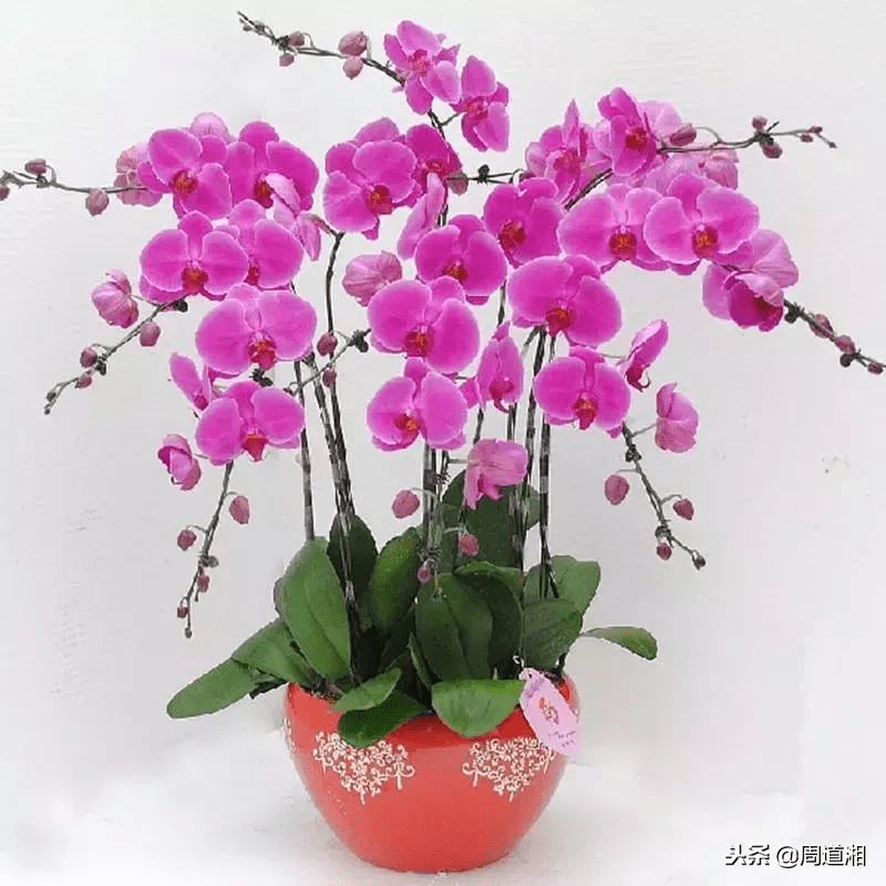 中国画技法:蝴蝶兰的画法(附写生稿)