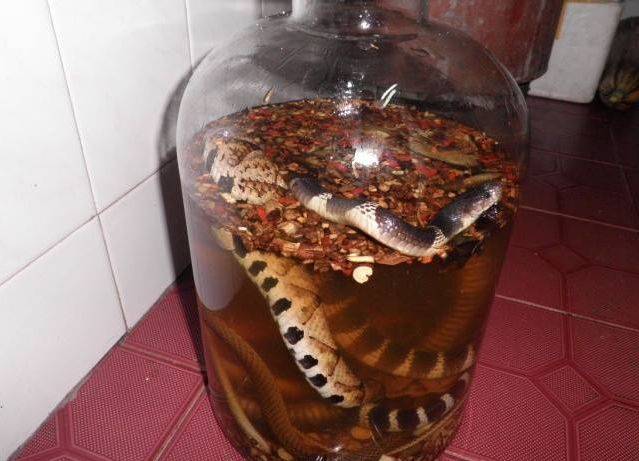 具有剧毒的蛇比如眼镜蛇,银环蛇,金环蛇,过山峰以及竹叶青等等,同时