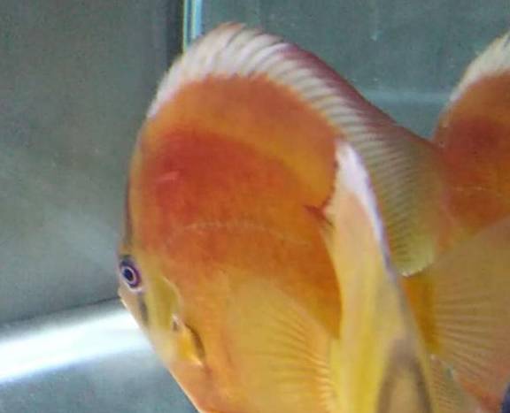七彩神仙鱼鳃部出现棉絮状的物质,经过一天治疗后基本