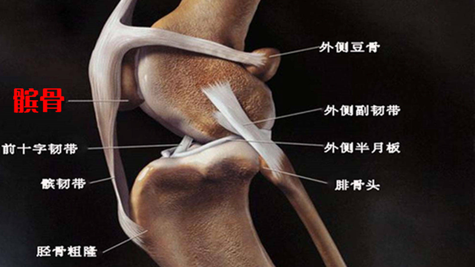 这会让狗的脊椎或四肢关节出现不同程度的伤害: 比如: 脊椎变形,椎间
