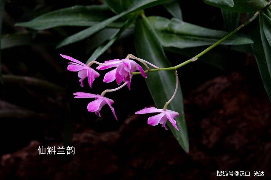 世界珍稀兰花撷英:不知您看到过哪几种?