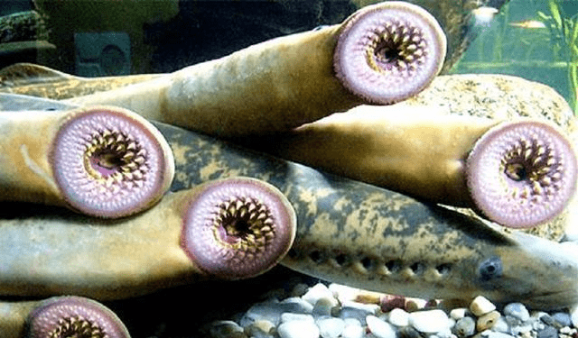 原创盲鳗:最恐怖的生物之一,能钻腹食肉,也能"固化"海水憋死天敌