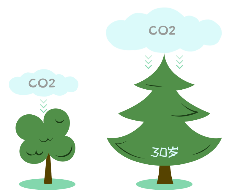 一棵30年冷杉一年吸收111千克二氧化碳换个角度树木每生长1立方米的