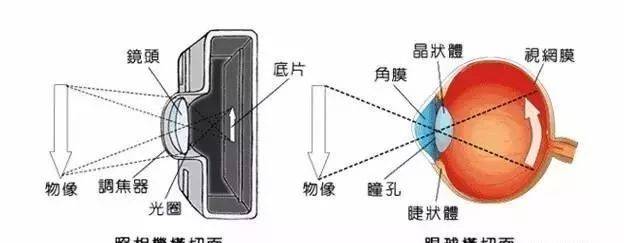 新视力自然疗愈带领大家一起来了解眼球结构