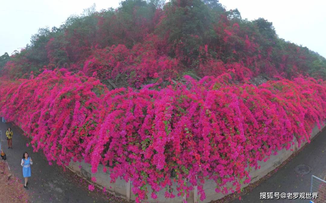 观花地:南宁市青环路,白沙大道