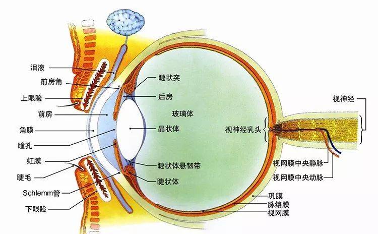 新视力自然疗愈带领大家一起来了解眼球结构