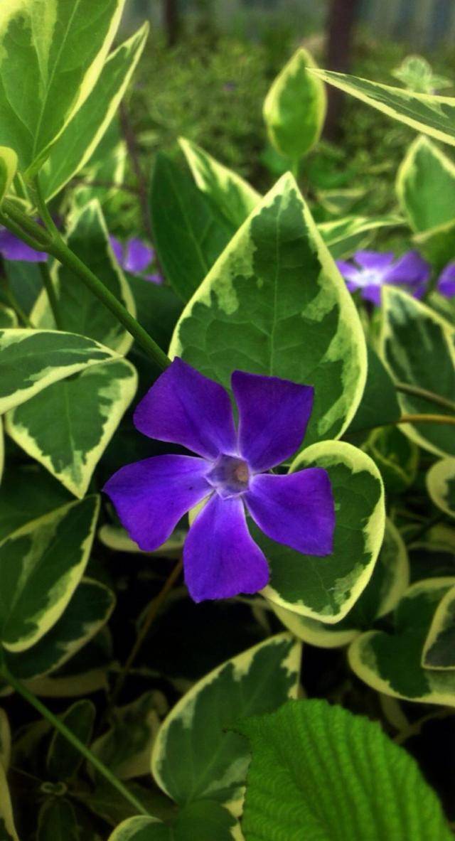 随意栽种长出成片花叶蔓长春,叶子翠绿开紫花,比常见花还好看