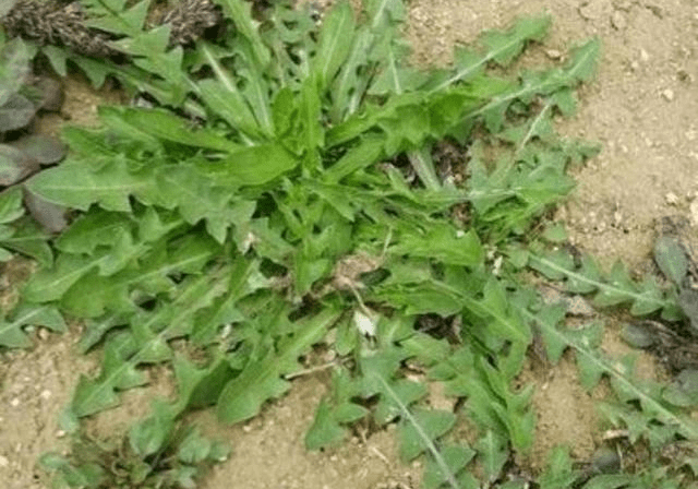 蒲公英是一种人们利用比较好的野生植物.