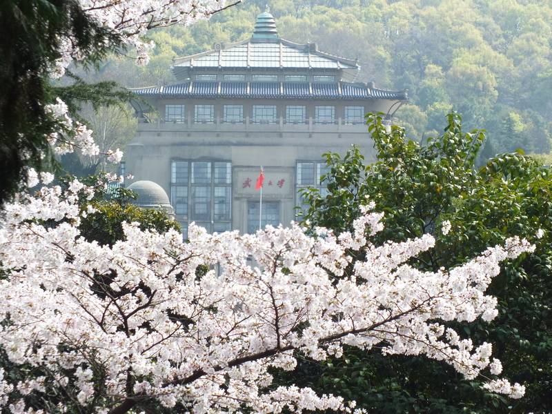 喜极而泣武汉大学樱花树下2021年3月13日